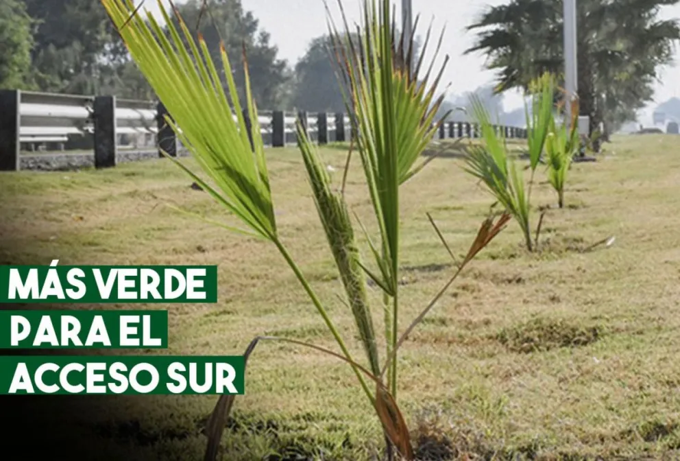 Repusieron más de 50 ejemplares arbóreos en el Acceso Sur