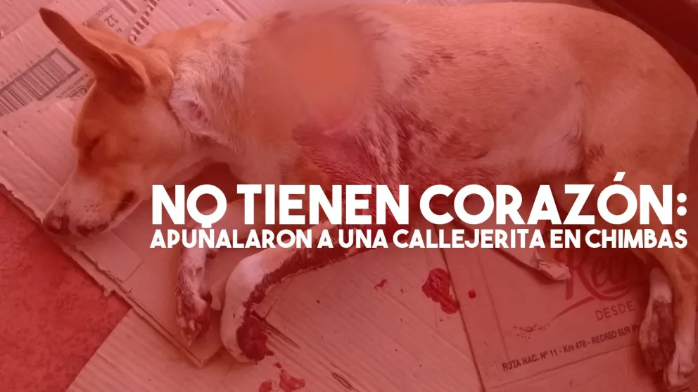 Salvajes atacaron a una perrita y ahora necesita ayuda