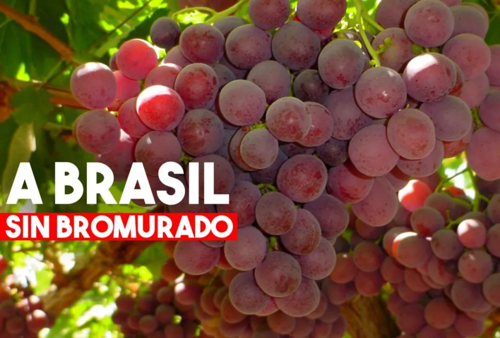 Brasil aceptó la eliminación del bromurado a uvas sanjuaninas