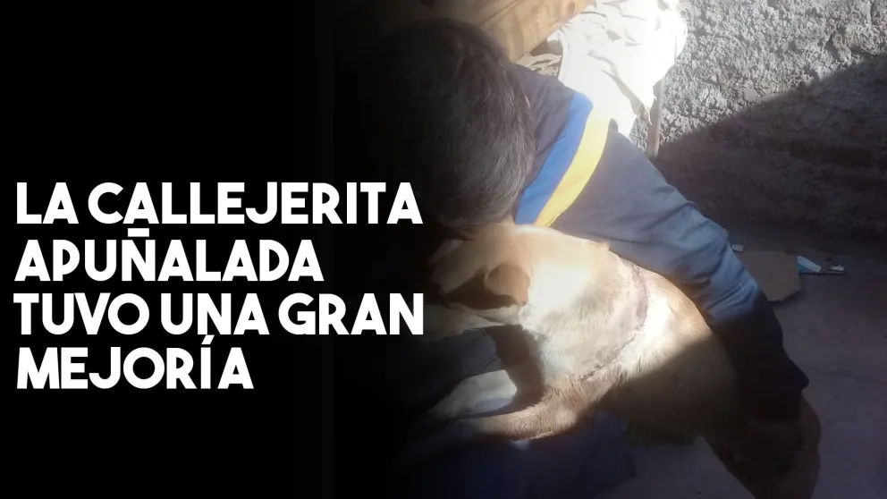 Milagros la perrita callejera apuñalada tuvo una gran mejoría