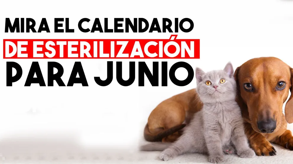 Mirá el calendario de esterilización de mascotas de junio