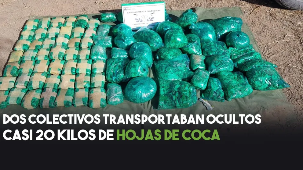 Hallaron en dos colectivos casi 20 kilos de hoja de coca