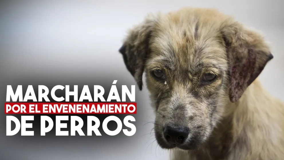 Proteccionistas marcharán para protestar por el envenenamiento de perros