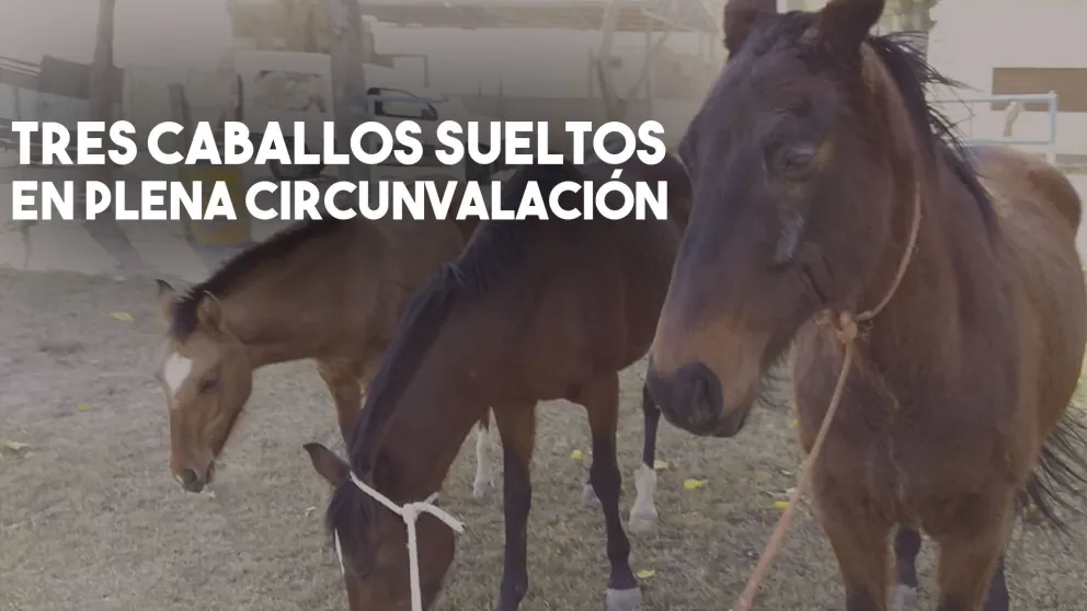 Rescataron a tres caballos en plena Circunvalación: se perdieron con el Zonda