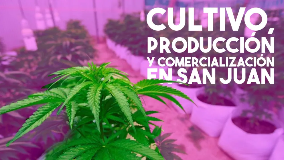 Quienes quieran producir cannabis medicinal deberán tener toda la cadena productiva en la provincia