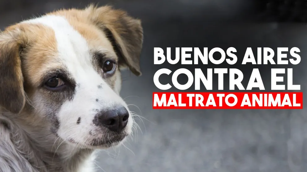 En Buenos Aires aplicarán multas económicas a los que abandonen, golpeen o tiñan a sus mascotas
