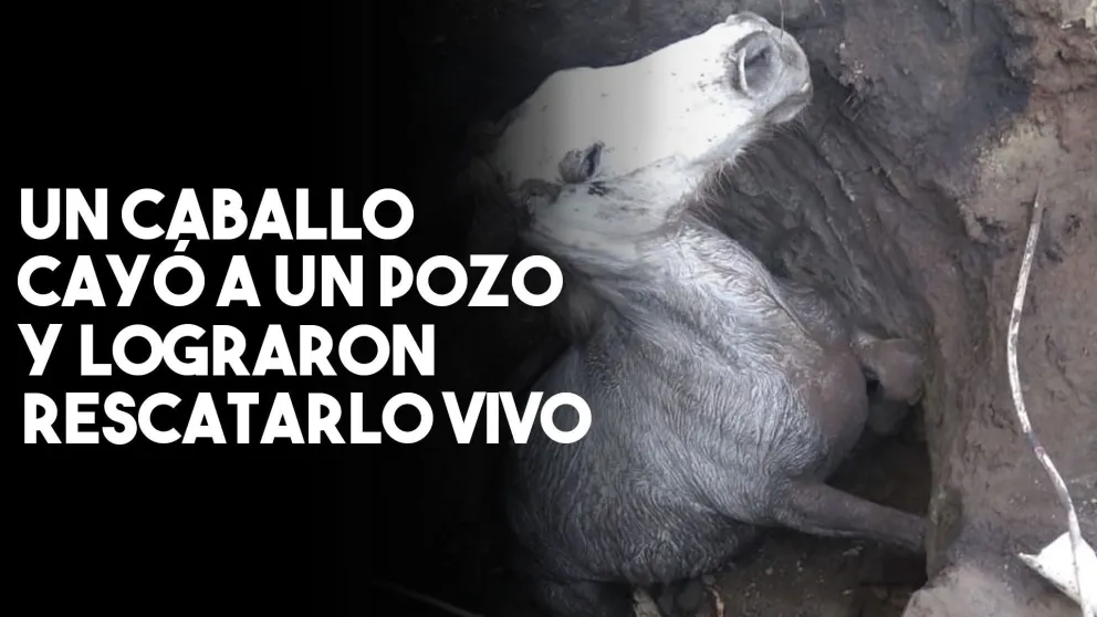 Un caballo cayó a un pozo, fue rescatado con vida
