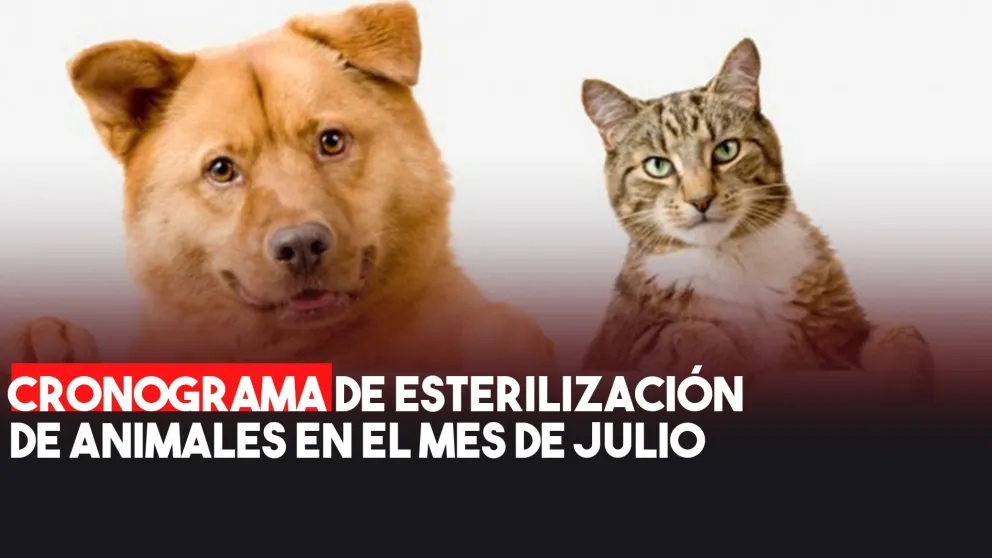 Los quirófanos de esterilización de animales gratuitos funcionarán en Rawson, Pocito y Chimbas