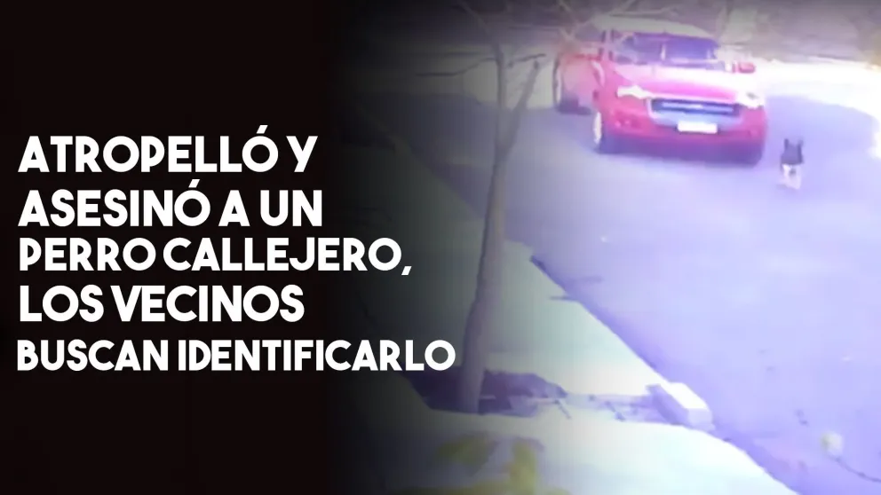 Buscan identificar a quien asesinó a un perro callejero con su camioneta