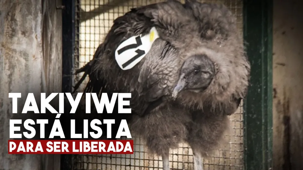 La cóndor nacida en cautiverio viajó al sur para ser liberada