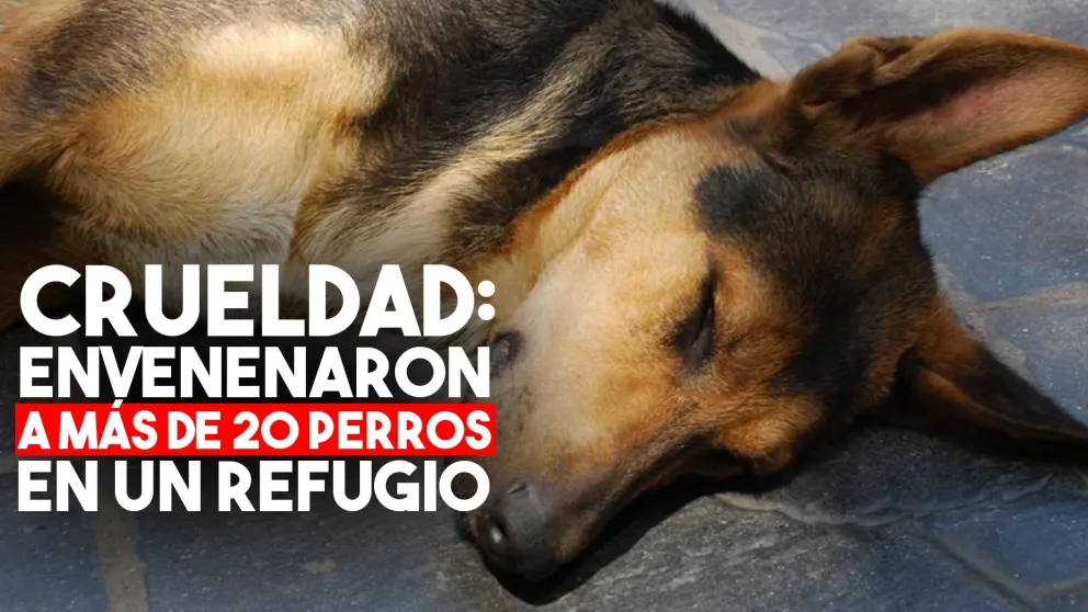 Donaron comida envenenada a un refugio y asesinaron a más de 20 perros