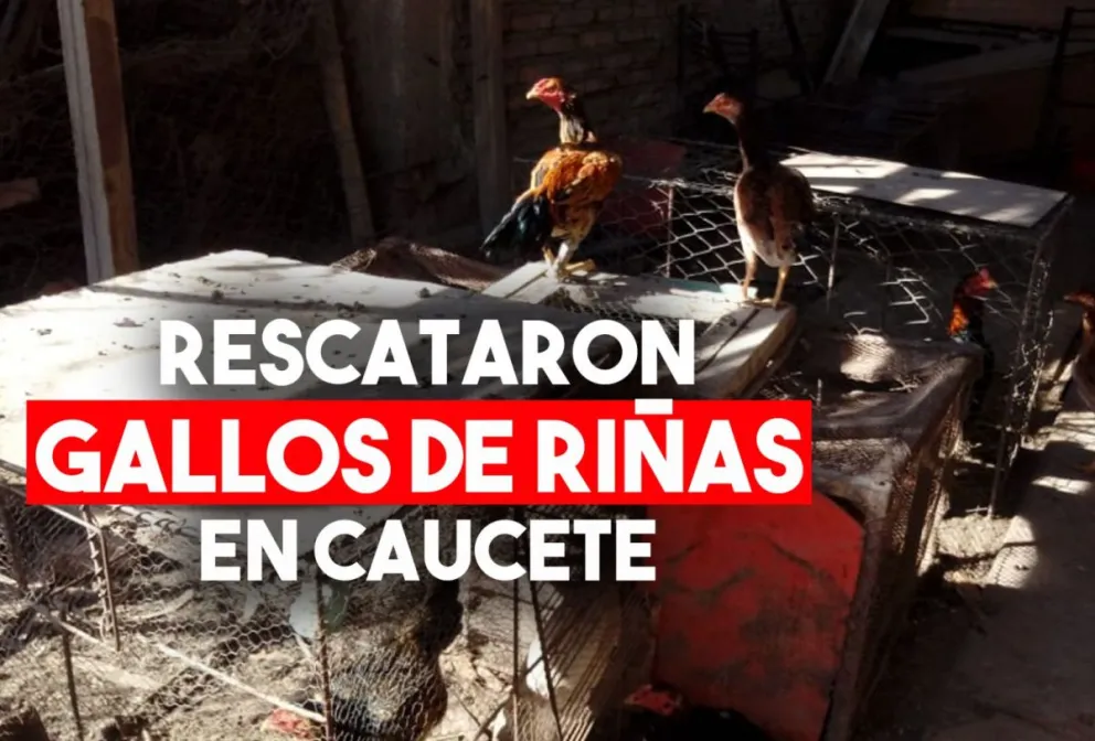 Secuestraron gallos de riña y un picadero en Caucete