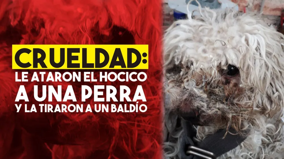 Acto inhumano: le ataron el hocico a una perra y la tiraron a un baldío