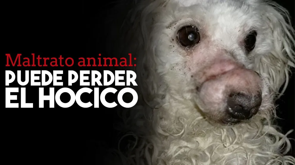 La perrita agredida podría perder el hocico
