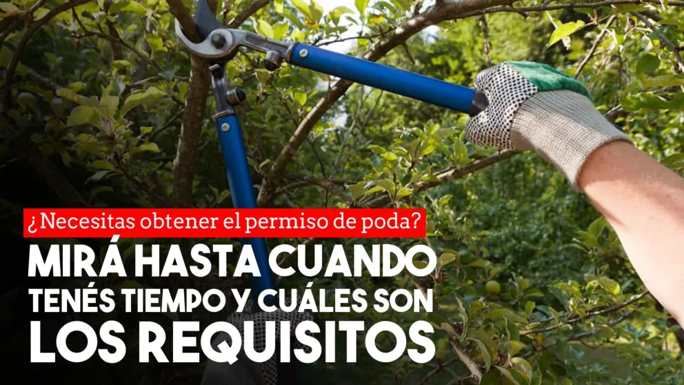 Hasta el 30 de agosto estará permitido realizar podas autorizadas