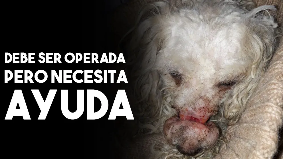 La perrita a la que le ataron el hocico con un elastiquin y la tiraron a un baldío necesita ayuda