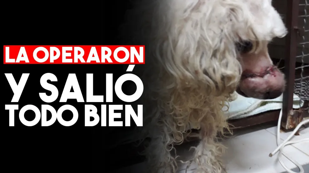 Operaron con éxito a la perrita a la que le ataron el hocico