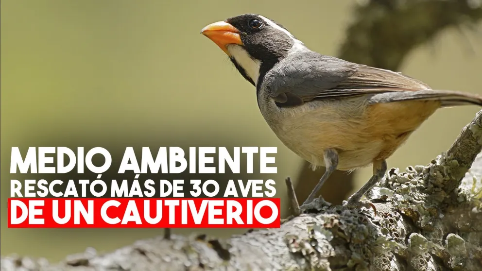 Ambiente rescató más de 30 aves de un cautiverio