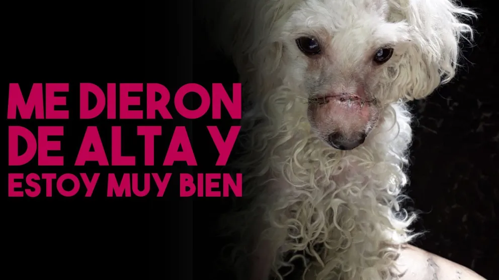 La Caniche Toy fue operada y tiene el alta