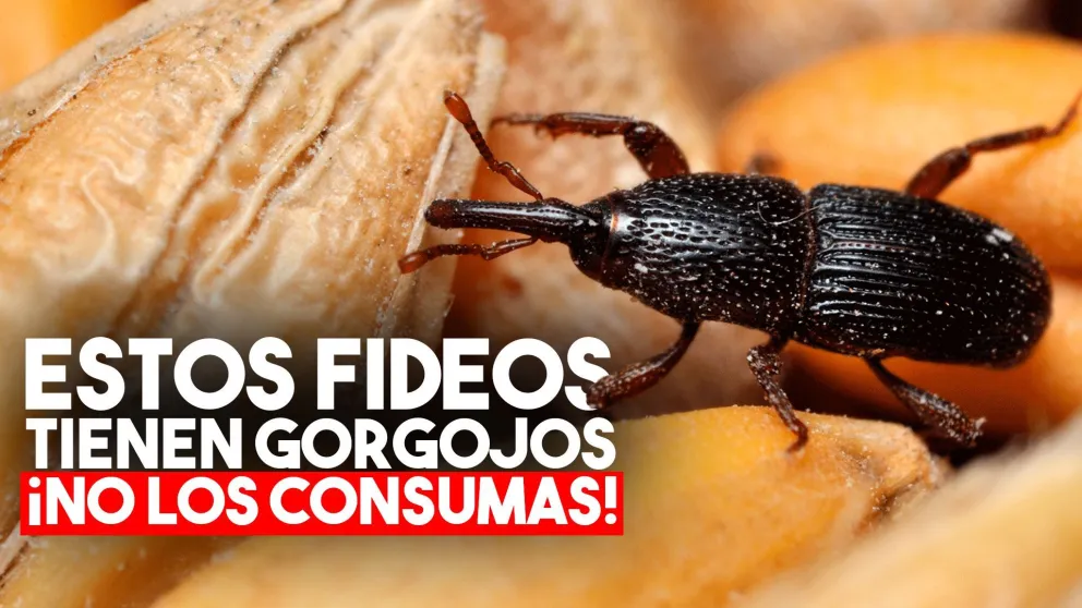 ANMAT prohibió una marca de fideos por contener gorgojos e insectos