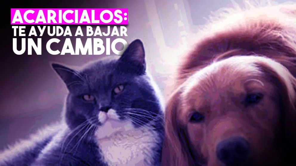 Acariciar gatos y perros ayuda a bajar el estrés