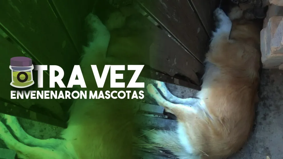Otra vez envenenaron perros en Rawson y Rivadavia