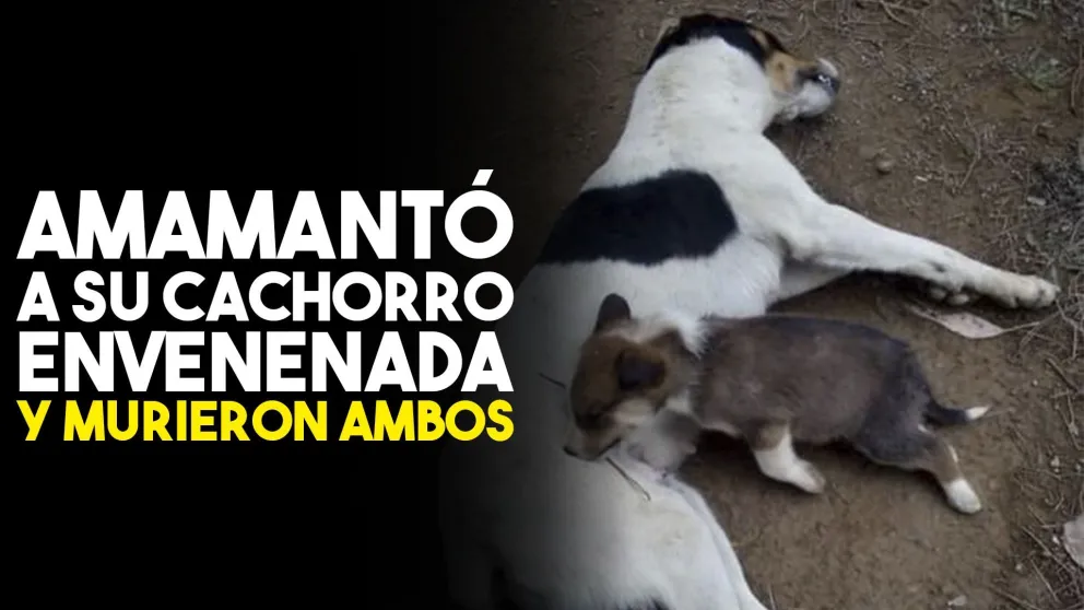 Amamantó a su cachorro estando envenenada y murieron los dos