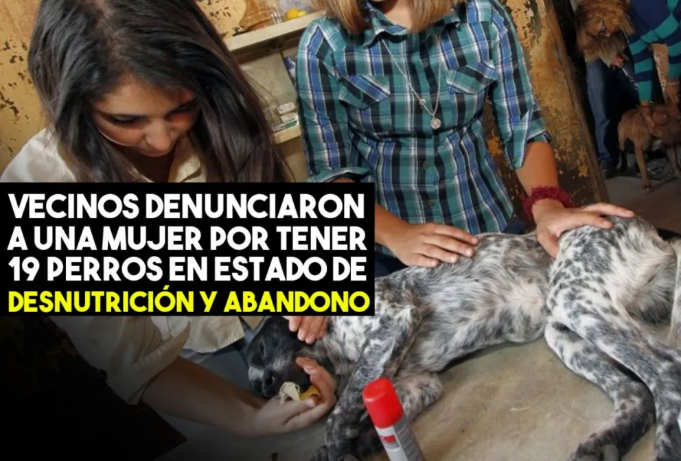 Vecinos del Barrio Avellaneda de Santa Lucía, denunciaron a una vecina por tener en su casa a 19 perros en estado de abandono