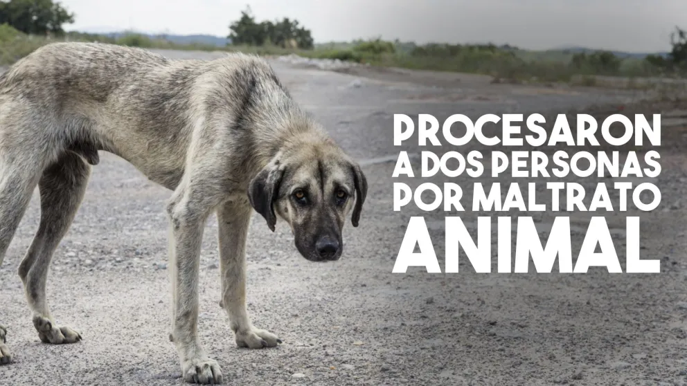 Procesaron a dos personas por maltrato animal