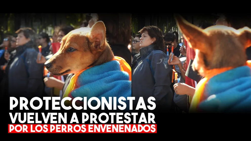 Proteccionistas vuelven a protestar por los envenenamientos masivos