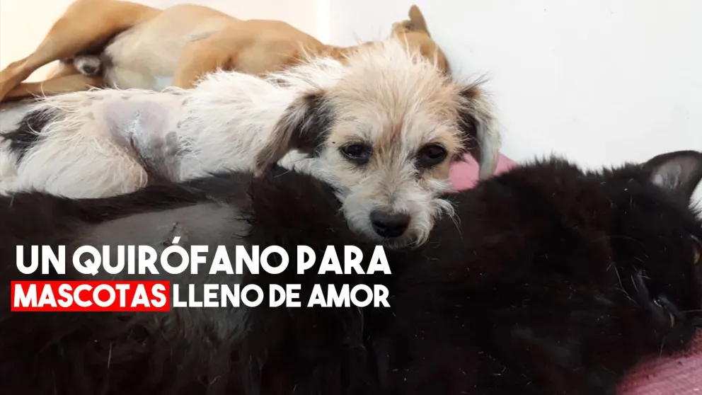 Un quirófano para mascotas lleno de amor
