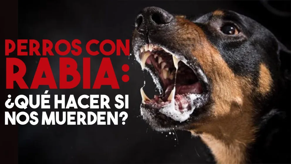 ¿Qué hacer cuando te muerde un perro o un gato con rabia?