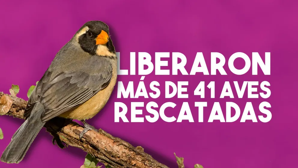 Ambiente liberó aves rescatadas y recuperadas