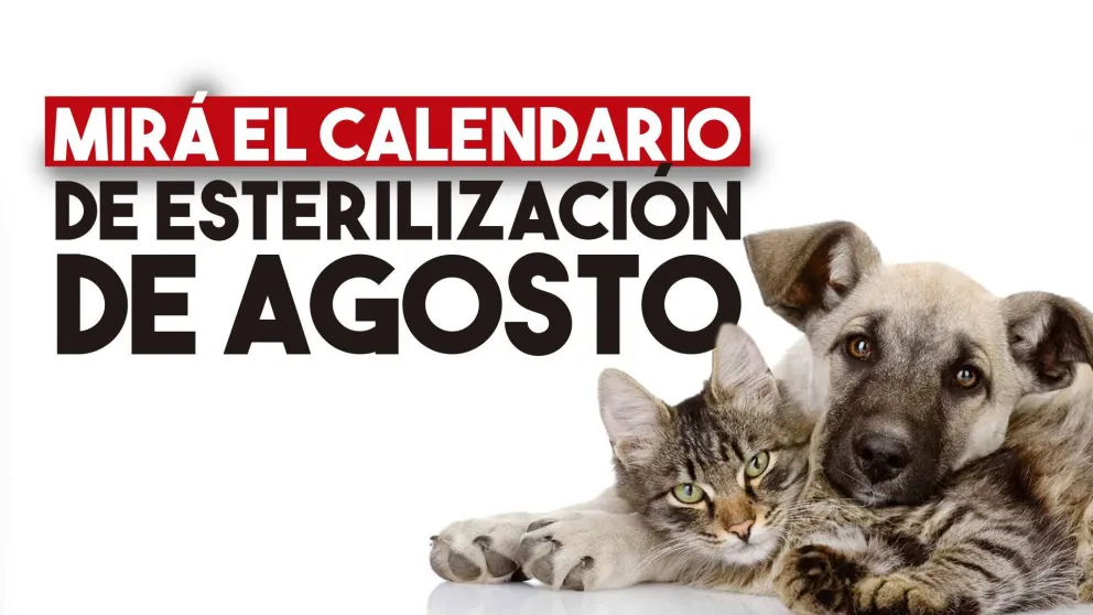 Este es el calendario de esterilizaciones de agosto