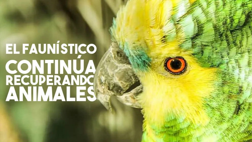 El Faunístico sigue recuperando animales