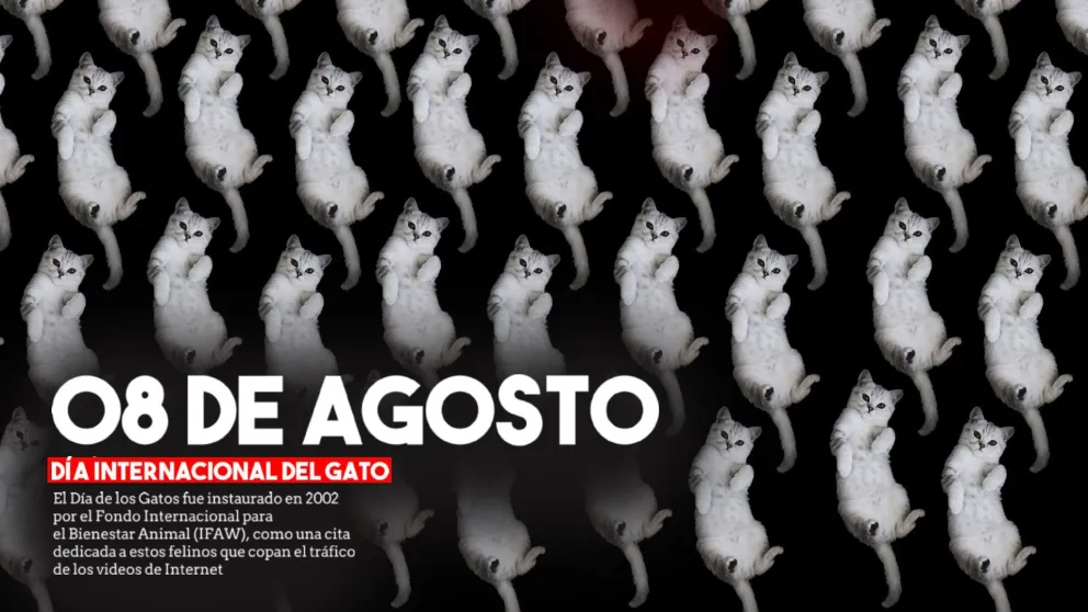 Día Internacional del Gato: ¿Por qué se celebra?