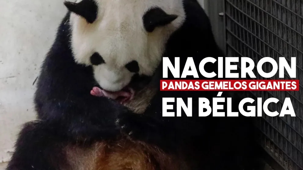 Nacieron dos pandas gemelos gigantes en Bélgica