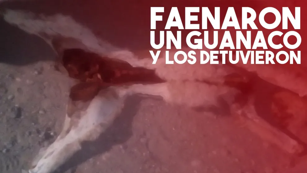 Detuvieron a dos hombres por faenar y trasladar un guanaco