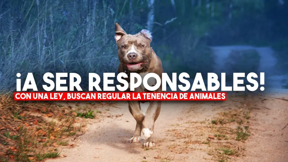 Trabajan en un proyecto de ley para regular la tenencia de animales