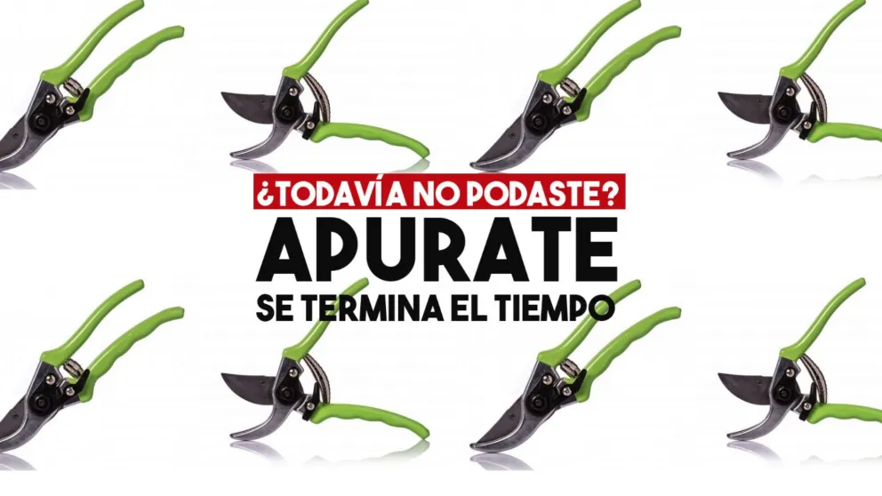 Hasta el 15 de agosto se podrá realizar el trámite de poda