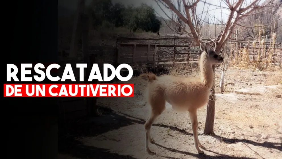 Ambiente rescató a un guanaco en cautiverio