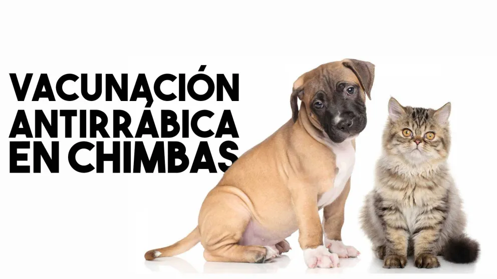 Vacunación de mascotas en Chimbas