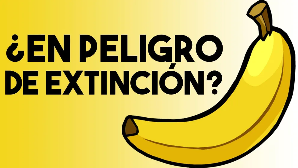 Por qué las bananas pueden estar en peligro de extinción en América latina