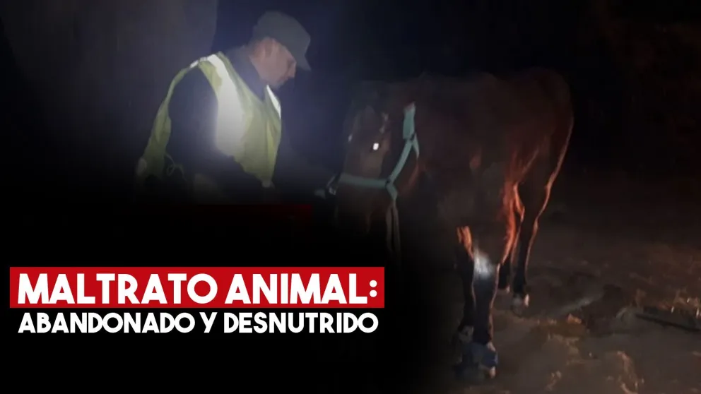 Dejaron a un caballo atado al costado de la ruta durante más de una semana