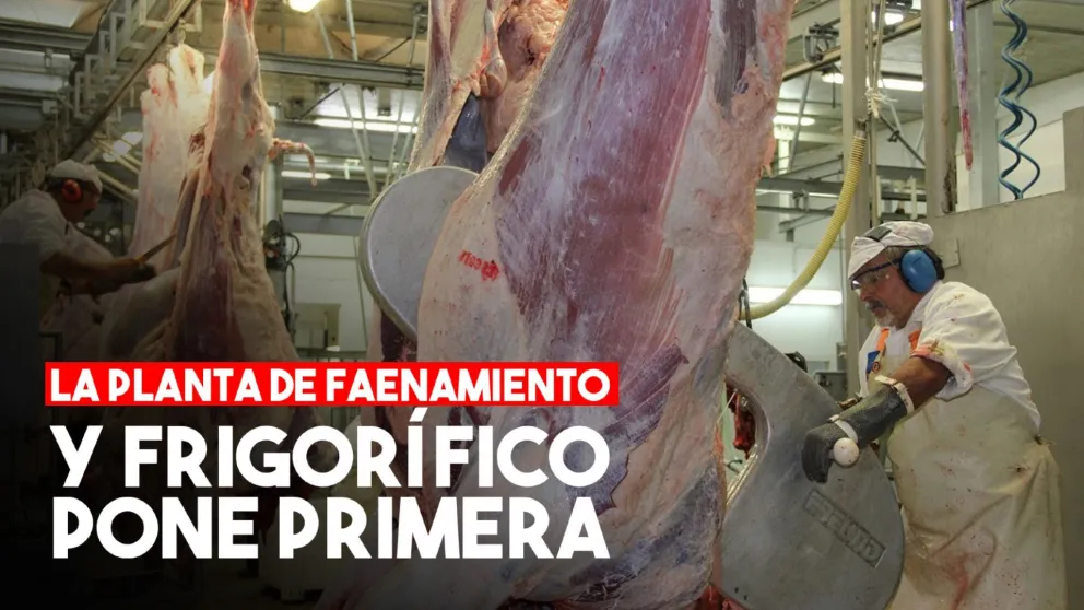 La planta de Faenamiento y Frigorífico pone primera