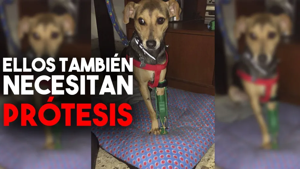 Perritos con discapacidad pueden volver a caminar gracias a sus sillas de ruedas