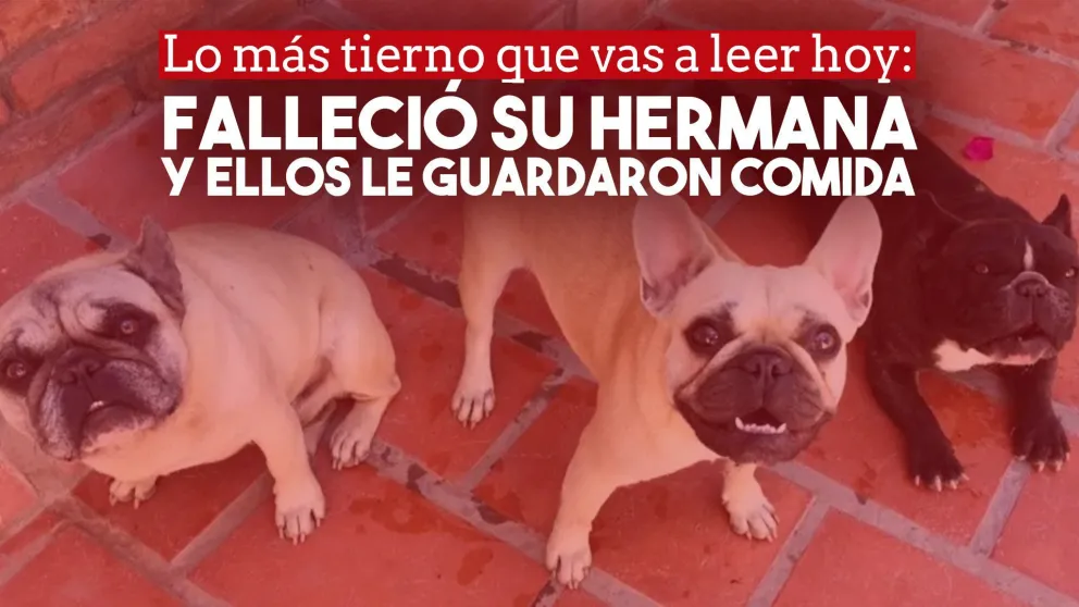 Extrañan a su compañera y le guardan alimento