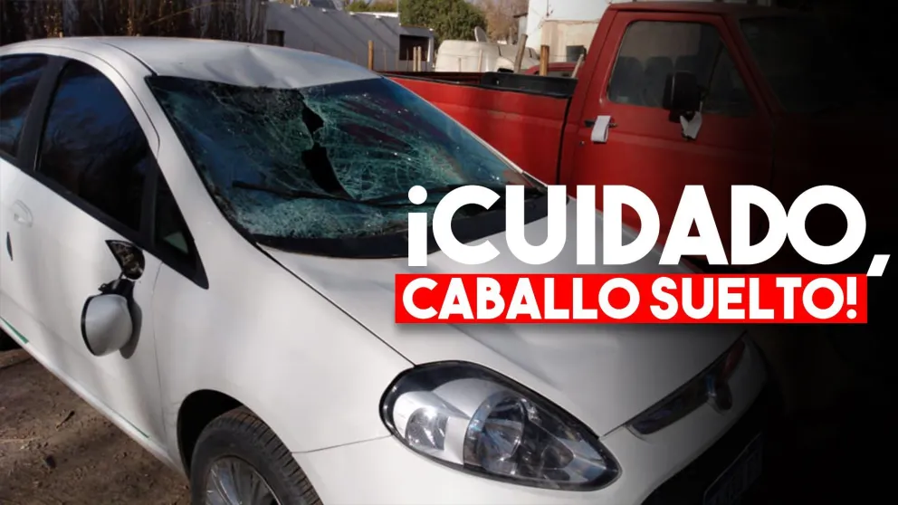 Otra vez, un animal suelto casi provoca una tragedia