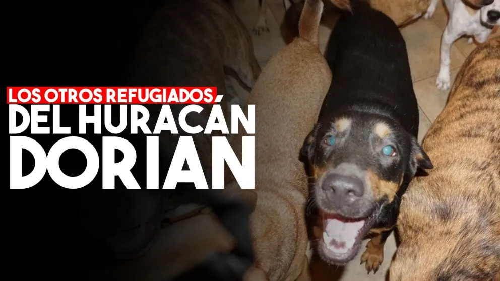 Una mujer refugió a 97 perros del huracán Dorian