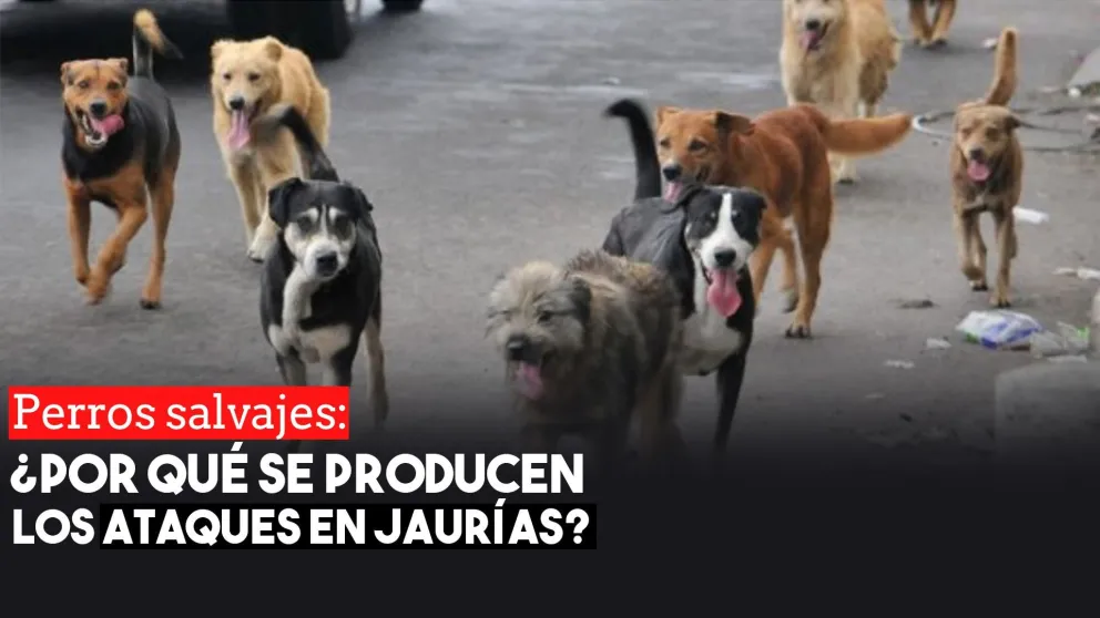 Un médico veterinario explicó porqué se producen los ataques de perros